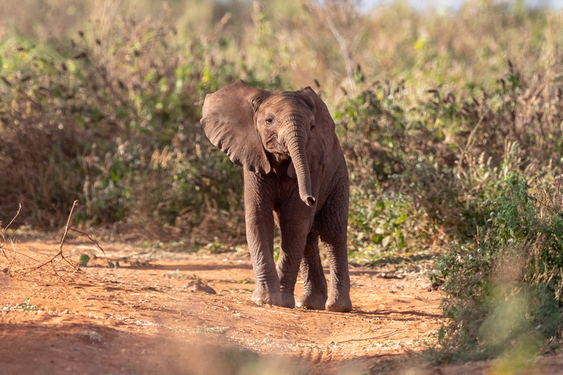 Tarangire National Park