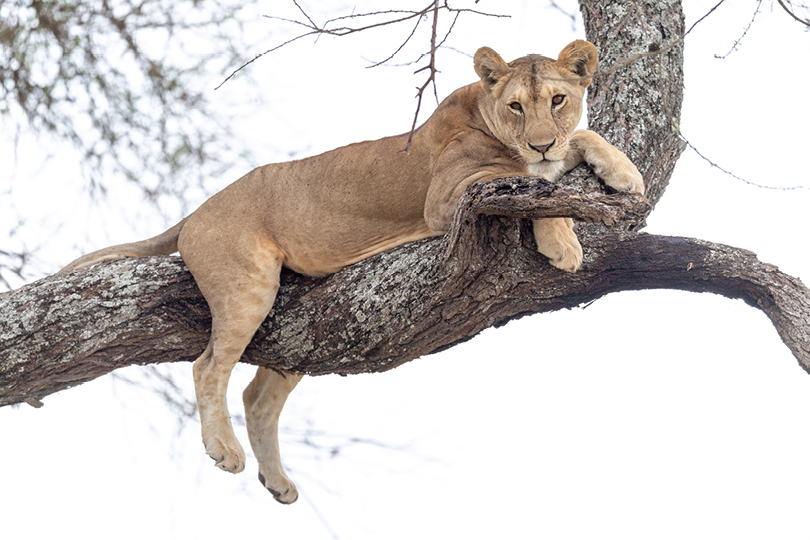 Tanzania
