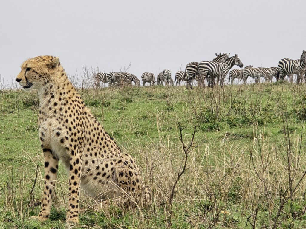 Enkaji Safaris