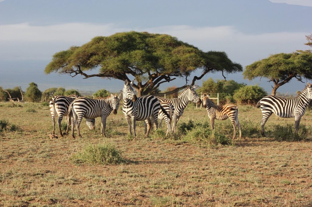 7 Days Naivasha & Maasai Mara