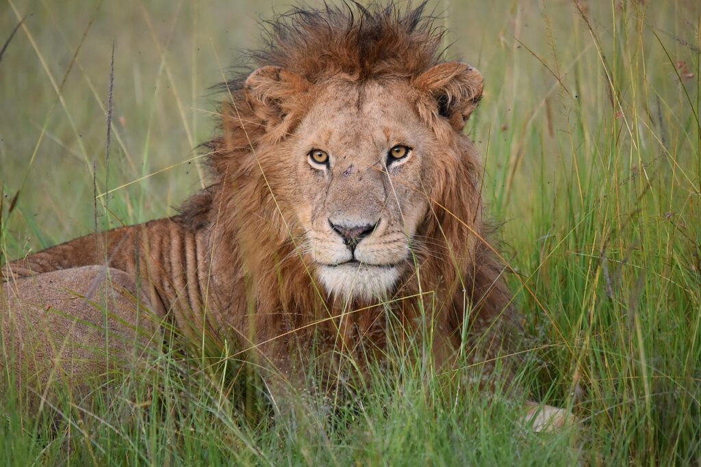 5 Days Kenya Highlight Safari