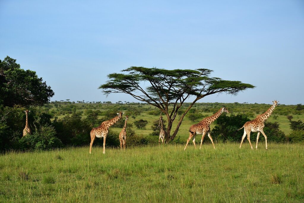 Mid Luxury Safaris